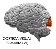 corteza_visual_primariajpg
